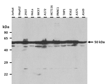 TUBA1C Rabbit Polyclonal Antibody
