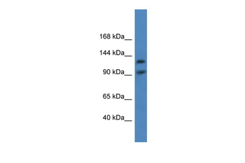 LONP2 Rabbit Polyclonal Antibody