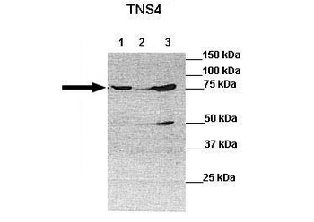 TNS4 Rabbit Polyclonal Antibody