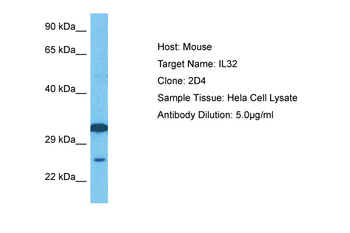 IL32 Rabbit Polyclonal Antibody