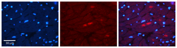 ADIPOR2 Rabbit Polyclonal Antibody