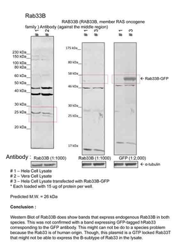 RAB33B Rabbit Polyclonal Antibody