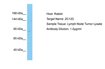 ZC3H12C Rabbit Polyclonal Antibody