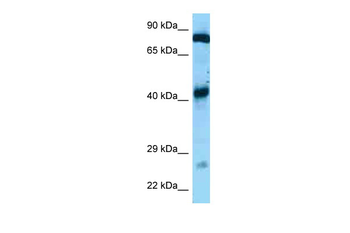 Gfm1 Rabbit Polyclonal Antibody
