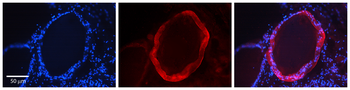 VEGFA Rabbit Polyclonal Antibody