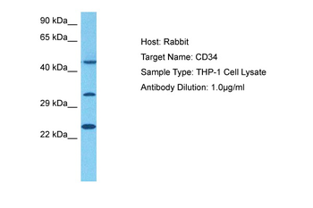 CD34 Rabbit Polyclonal Antibody