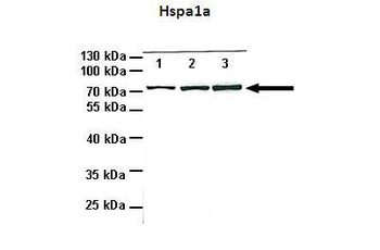 Hspa1a Rabbit Polyclonal Antibody