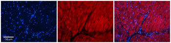MVD Rabbit Polyclonal Antibody