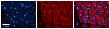 VCL Rabbit Polyclonal Antibody