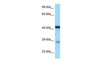 Stx7 Rabbit Polyclonal Antibody