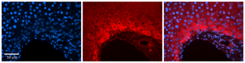 CLU Rabbit Polyclonal Antibody