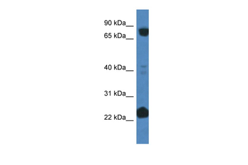 CUL3 Rabbit Polyclonal Antibody