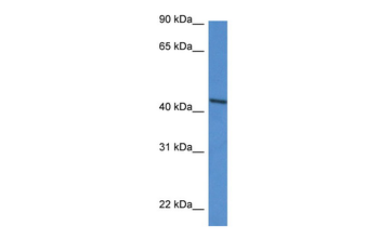 DDO Rabbit Polyclonal Antibody