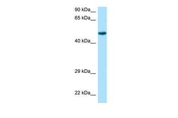 Rcc1 Rabbit Polyclonal Antibody