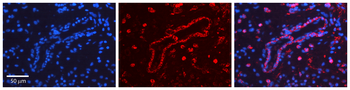 ROCK2 Rabbit Polyclonal Antibody