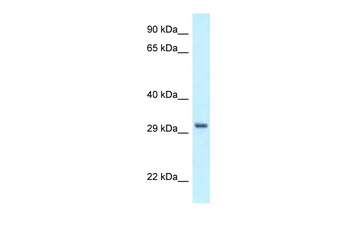 PEX19 Rabbit Polyclonal Antibody