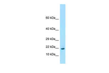 Rpl26 Rabbit Polyclonal Antibody