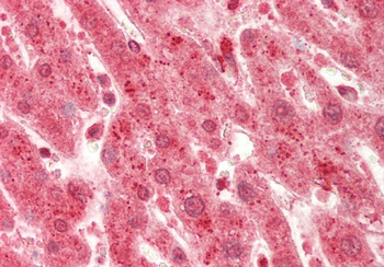 RPL7 Rabbit Polyclonal Antibody