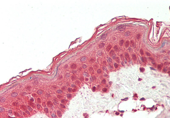 RPL7 Rabbit Polyclonal Antibody