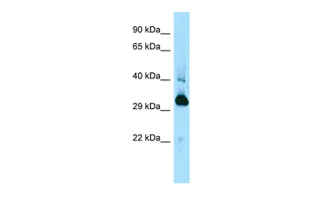 Mapre1 Rabbit Polyclonal Antibody