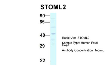 STOML2 Rabbit Polyclonal Antibody