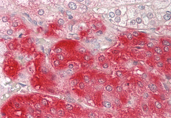 MSRB3 Rabbit Polyclonal Antibody