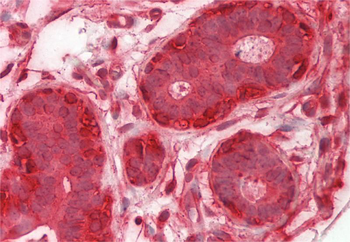 FMN1 Rabbit Polyclonal Antibody