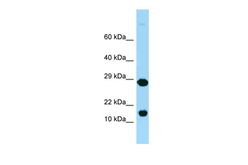 Rpl37 Rabbit Polyclonal Antibody