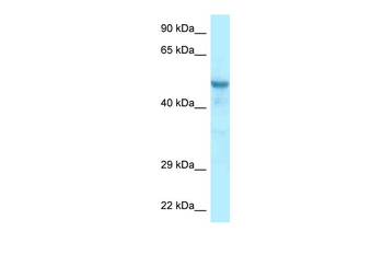Ccdc6 Rabbit Polyclonal Antibody
