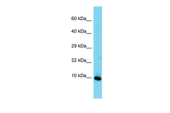 Hmgn3 Rabbit Polyclonal Antibody