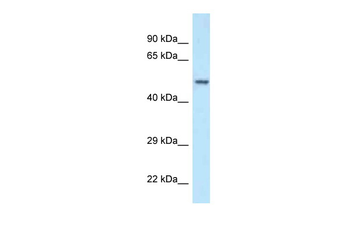 POLG2 Rabbit Polyclonal Antibody