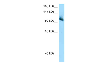Cul4b Rabbit Polyclonal Antibody
