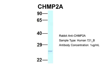 CHMP2A Rabbit Polyclonal Antibody