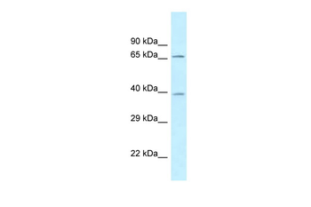 AGMAT Rabbit Polyclonal Antibody