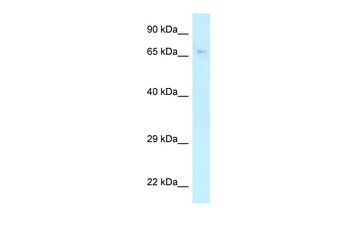 KLC2 Rabbit Polyclonal Antibody