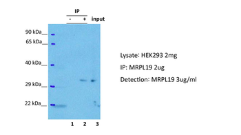 MRPL19 Rabbit Polyclonal Antibody