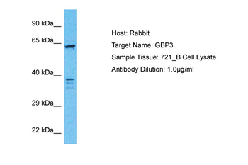 GBP3 Rabbit Polyclonal Antibody