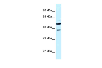 HOMER3 Rabbit Polyclonal Antibody