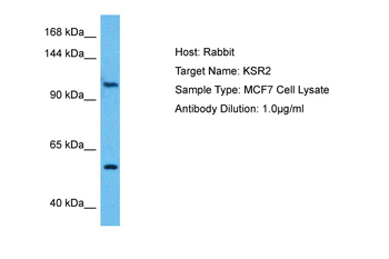 KSR2 Rabbit Polyclonal Antibody