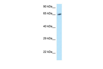 MOXD1 Rabbit Polyclonal Antibody