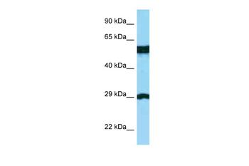 BSPRY Rabbit Polyclonal Antibody