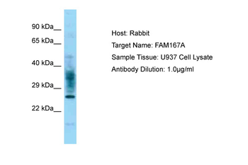 FAM167A Rabbit Polyclonal Antibody