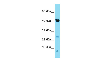 Ndufa3 Rabbit Polyclonal Antibody