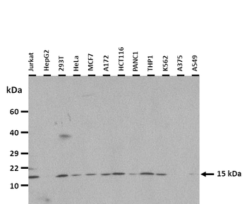 NDUFA6 Rabbit Polyclonal Antibody