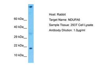 NDUFA6 Rabbit Polyclonal Antibody
