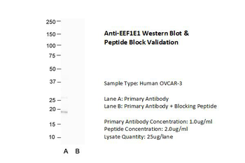 EEF1E1 Rabbit Polyclonal Antibody