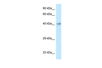 O3FAR1 Rabbit Polyclonal Antibody