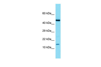 Atp6v1g3 Rabbit Polyclonal Antibody