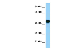 GORAB Rabbit Polyclonal Antibody