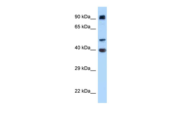 ITFG2 Rabbit Polyclonal Antibody